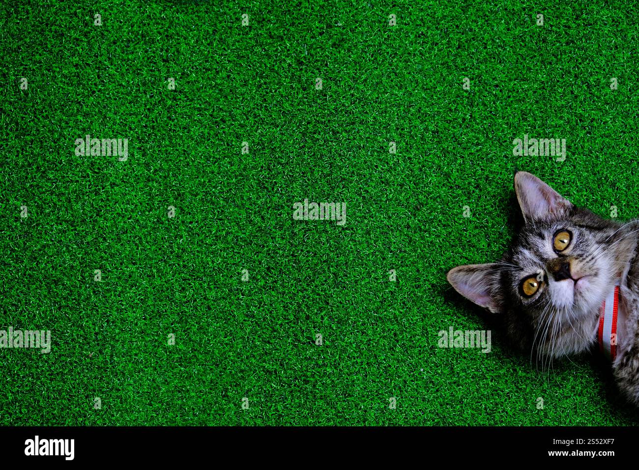 Giovane gatto pazzo sorpreso. faccia divertente da gattino Foto Stock