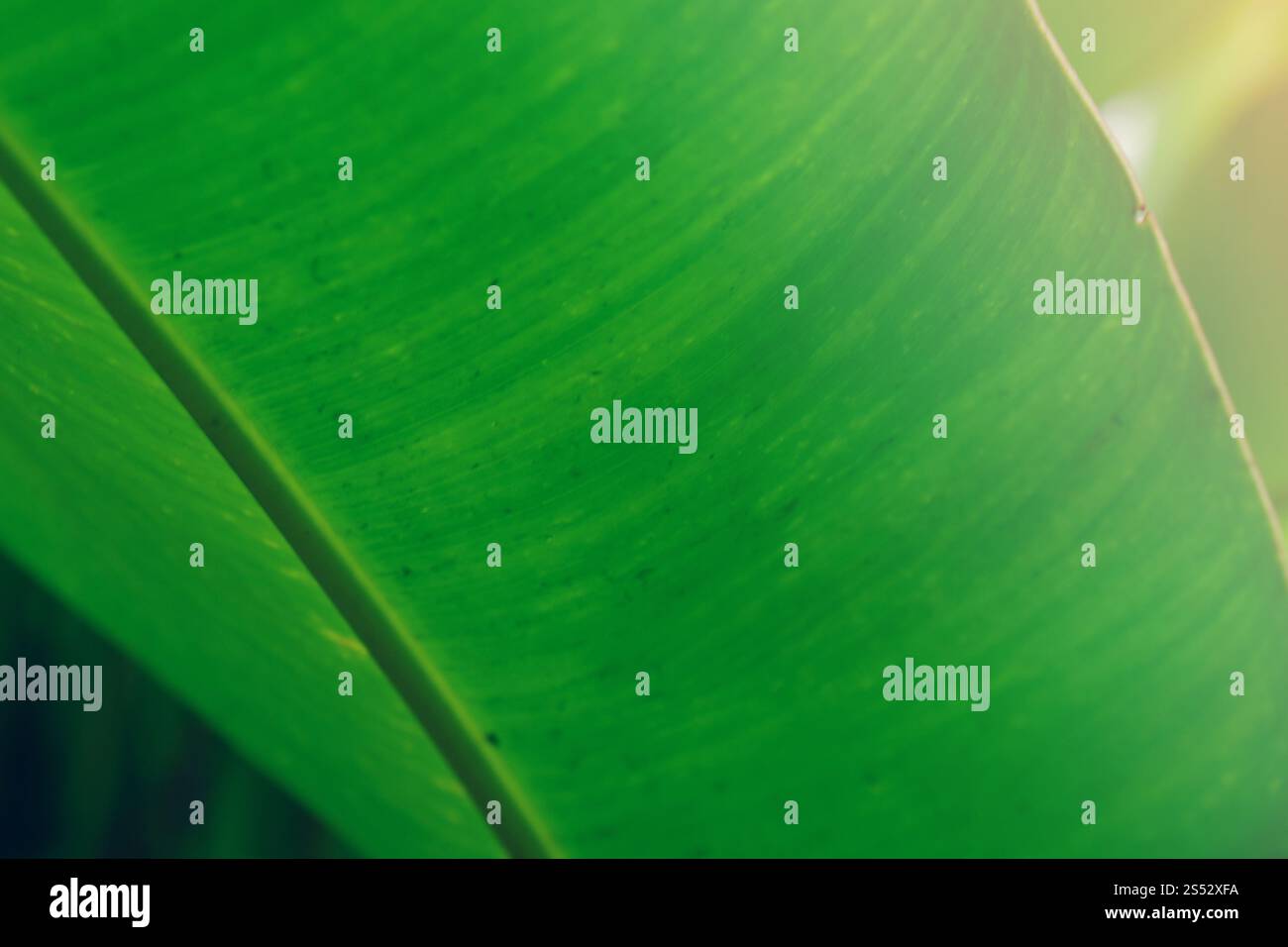 fondo verde naturale con struttura a foglia di banana tropicale Foto Stock