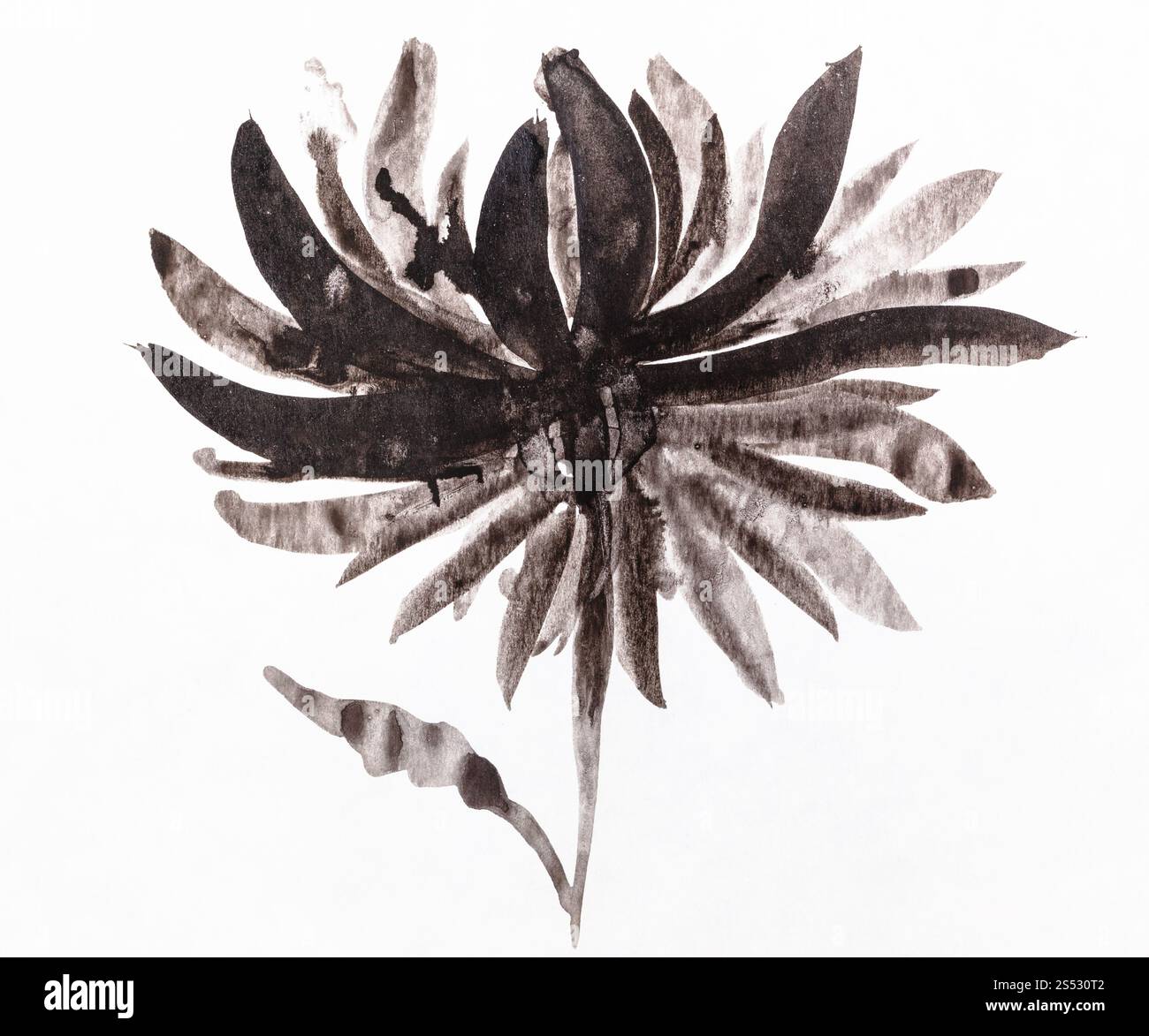 Disegno di formazione in sumi-e (suibokuga) stile - fiore del crisantemo dipinte a mano da black acquerelli su carta bianca Foto Stock