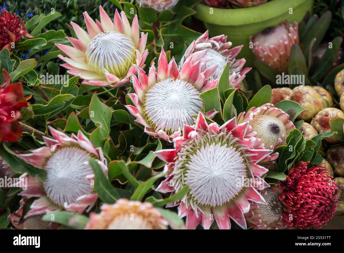 Il mercato dei fiori e la strada del mercato dell'avenida Arriaga alla Festa da Flor o Festival dei fiori primaverili nella città di Funchal sull'isola di Foto Stock