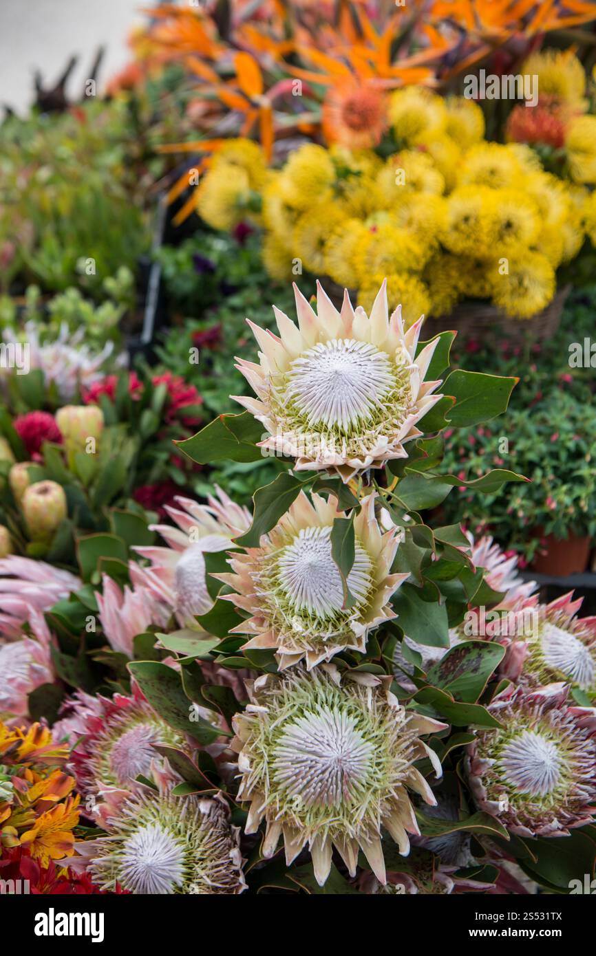 Il mercato dei fiori e la strada del mercato dell'avenida Arriaga alla Festa da Flor o Festival dei fiori primaverili nella città di Funchal sull'isola di Foto Stock