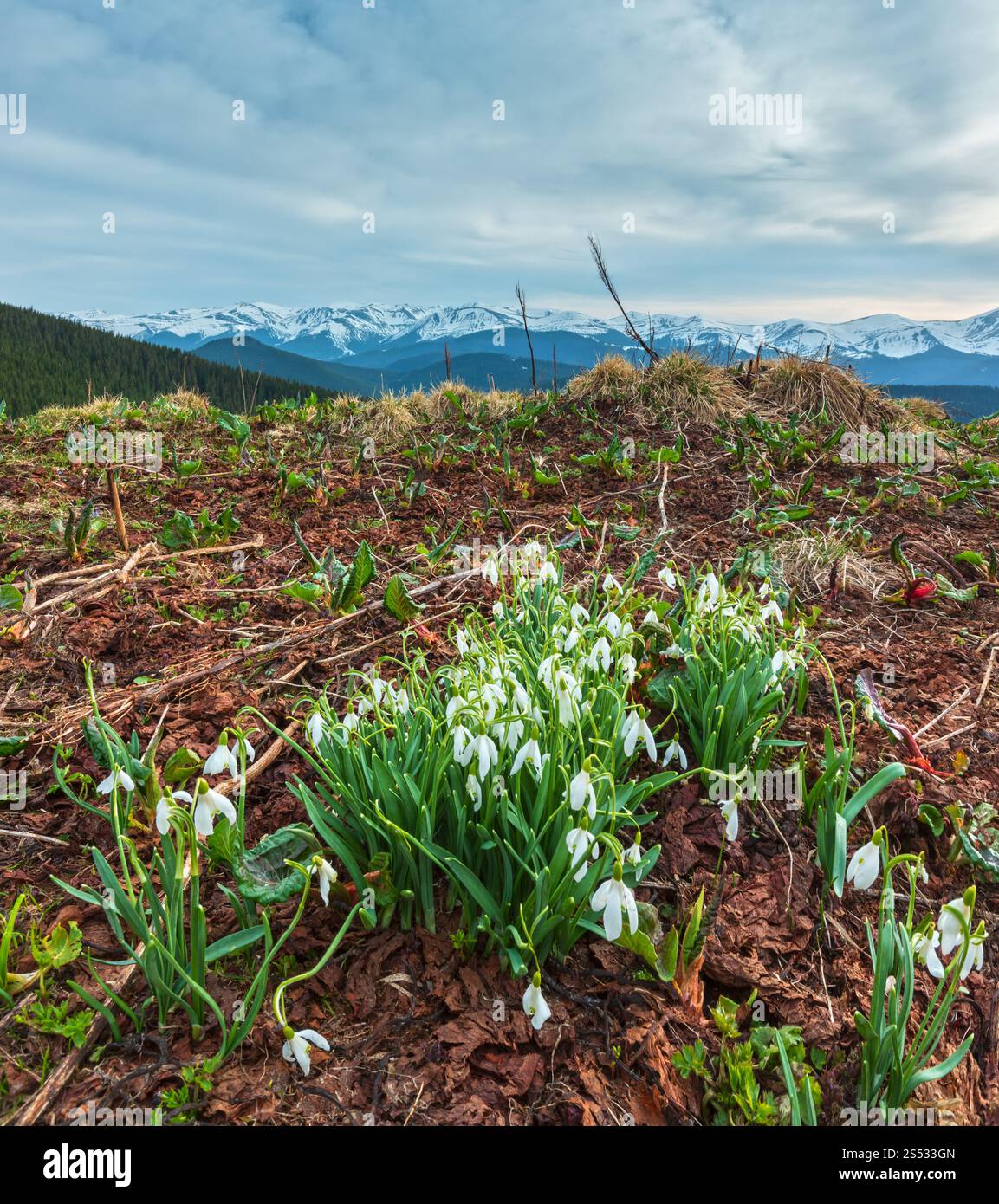 Snowdrop fiori in primavera Montagne dei Carpazi, Ucraina, l'Europa. Multi-shot di immagine di cucitura con grande profondità di campo (nitidezza). Foto Stock