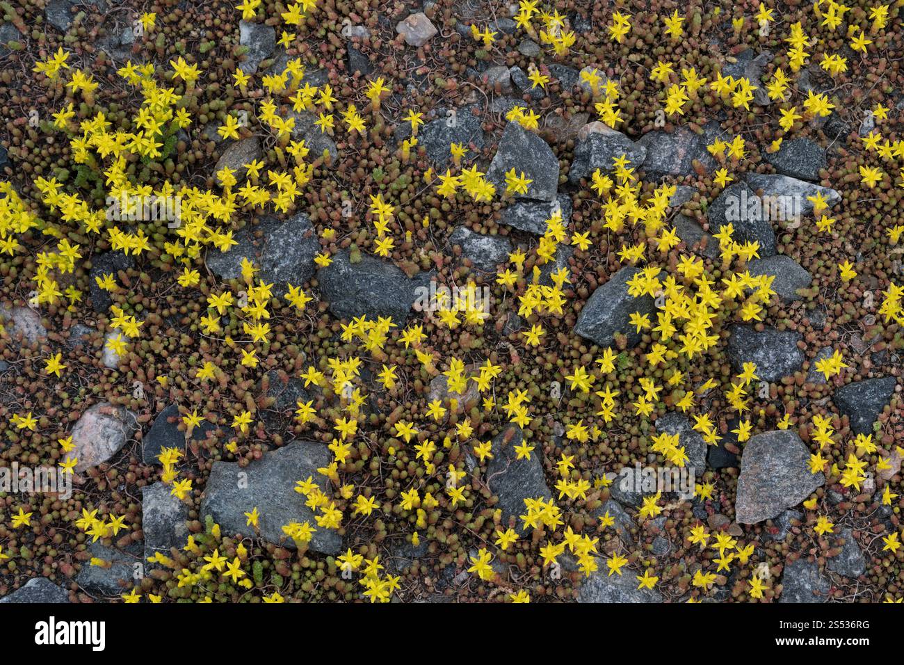 Mordere Stonecrop, Sedum acre Foto Stock