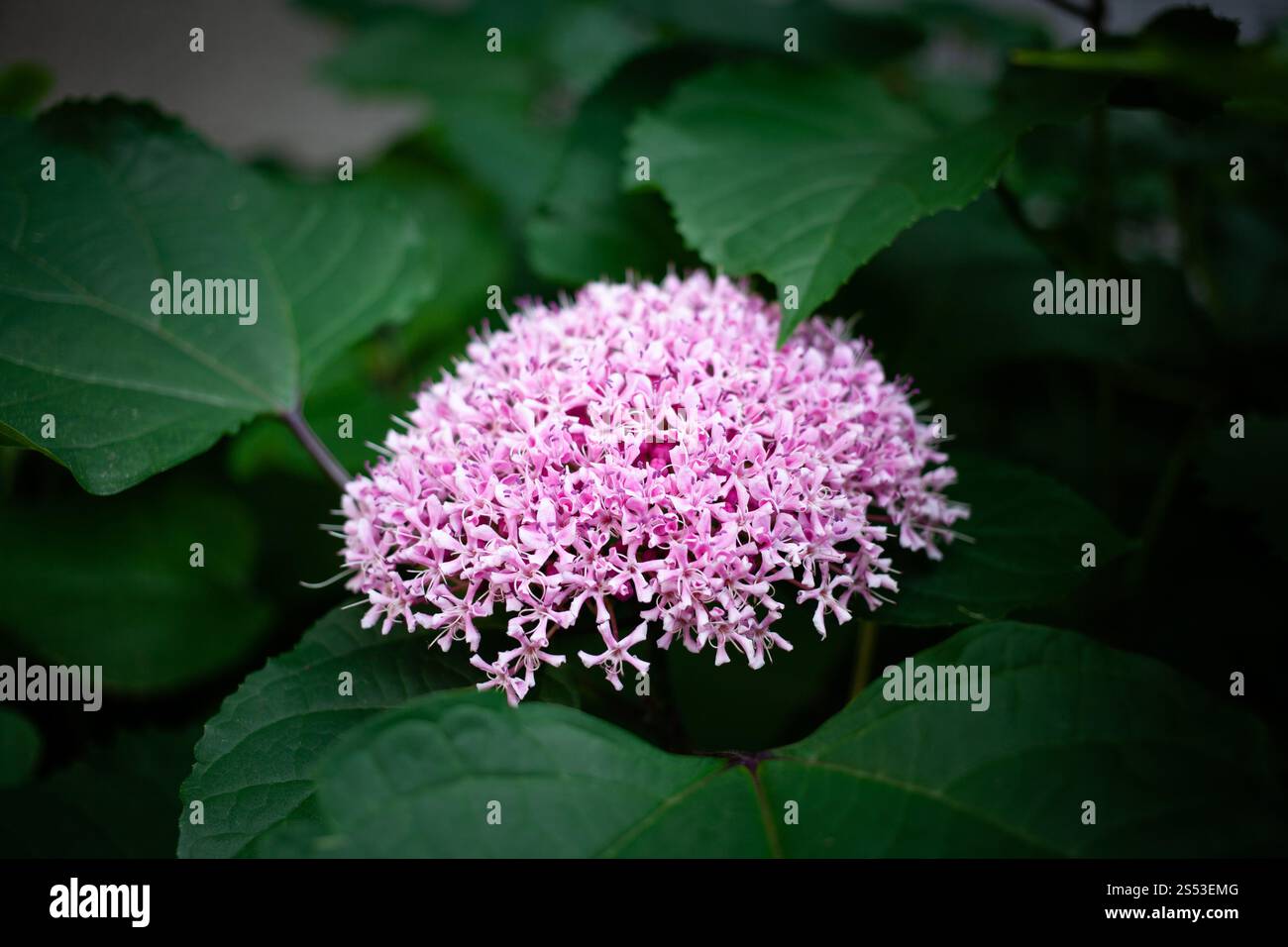fiore glorioso viola che fiorisce in giappone estivo Foto Stock