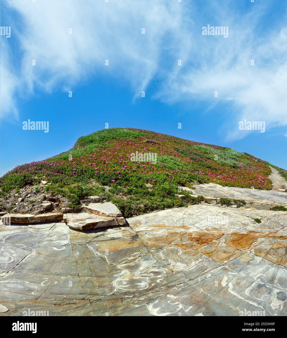 Fioritura estiva rock hill Carpobrotus con fiori di colore rosa e azzurro del cielo. Foto Stock