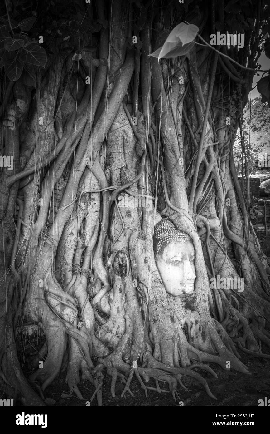 Buddha Head in Tree Roots, tempio Wat Phra Mahathat, Ayutthaya, Thailandia. Buddha Head in Tree Roots, Wat Mahathat, Ayutthaya, Thailandia Foto Stock