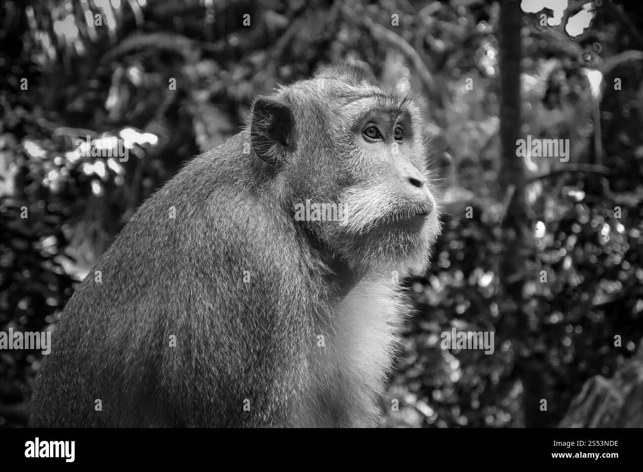 Scimmia nella sacra Foresta delle scimmie, Ubud, Bali, Indonesia. Scimmia nella Foresta delle scimmie, Ubud, Bali, Indonesia Foto Stock