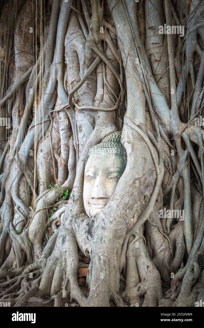Buddha Head in Tree Roots, tempio Wat Phra Mahathat, Ayutthaya, Thailandia. Buddha Head in Tree Roots, Wat Mahathat, Ayutthaya, Thailandia Foto Stock
