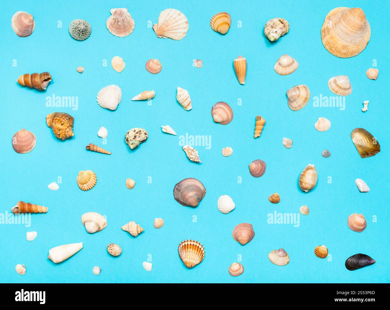 Collage dal naturale mare essiccato Gusci su blu turchese colore carta pastello Foto Stock