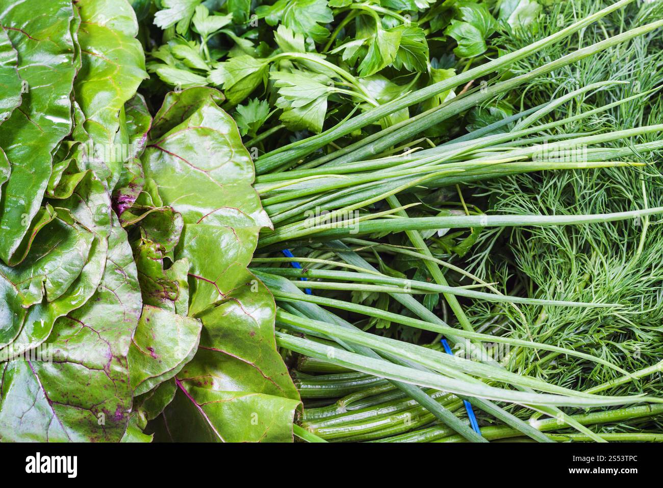 Cucina naturale di sfondo - varie wet Vegetazione fresca close-up (fasci di bietole, lo scalogno, aneto, prezzemolo) Foto Stock