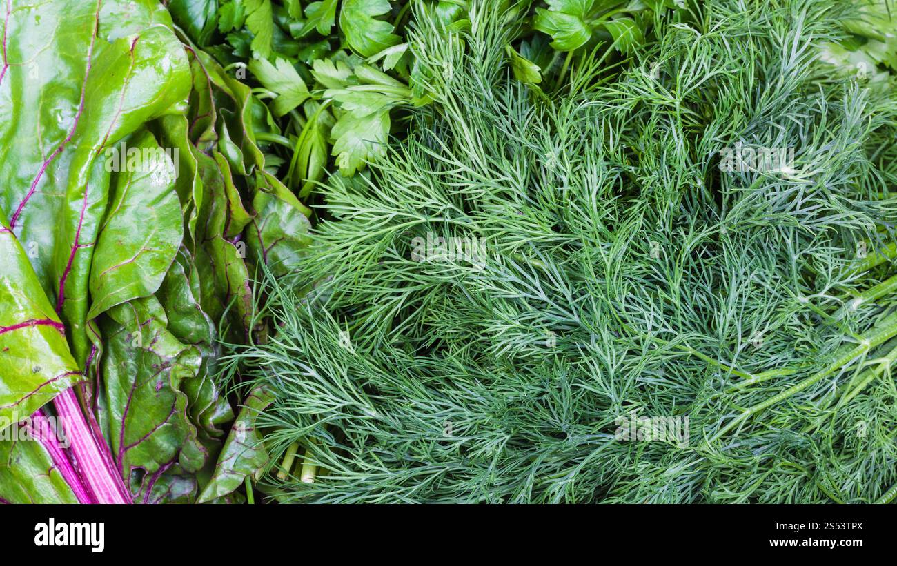 Panoramica sullo sfondo di cibo - wet vegetazione naturale e di erbe di close-up ( bietole, aneto, prezzemolo) Foto Stock