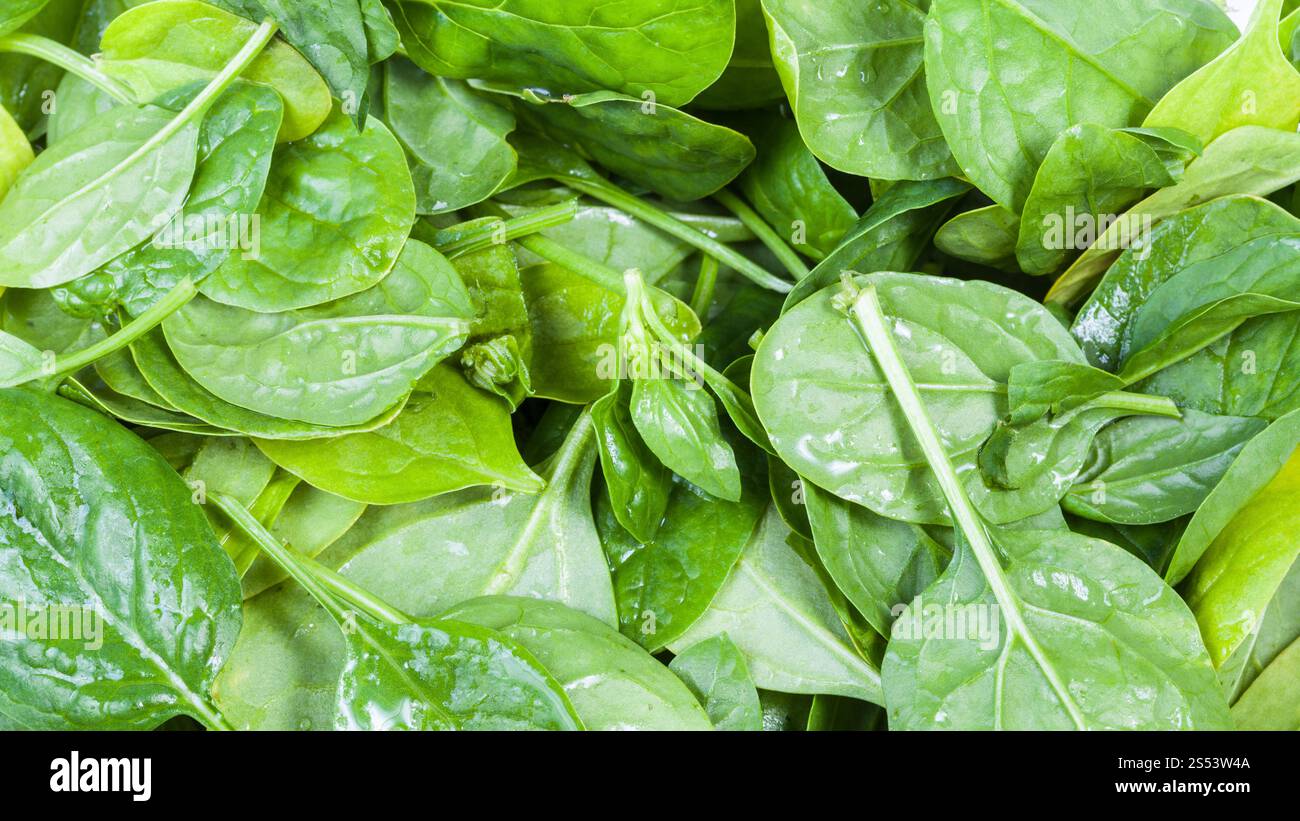 Cibo naturale sfondo panoramico - verde bagnato le foglie di spinaci herb close up Foto Stock
