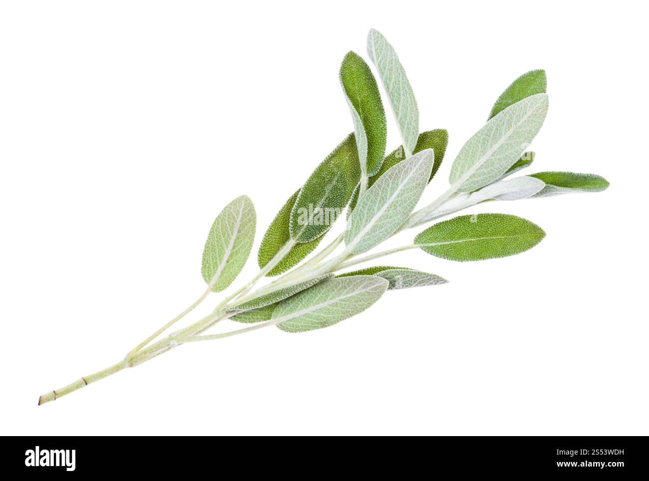 Verde rametto di salvia (Salvia officinalis) impianto isolato su sfondo bianco Foto Stock