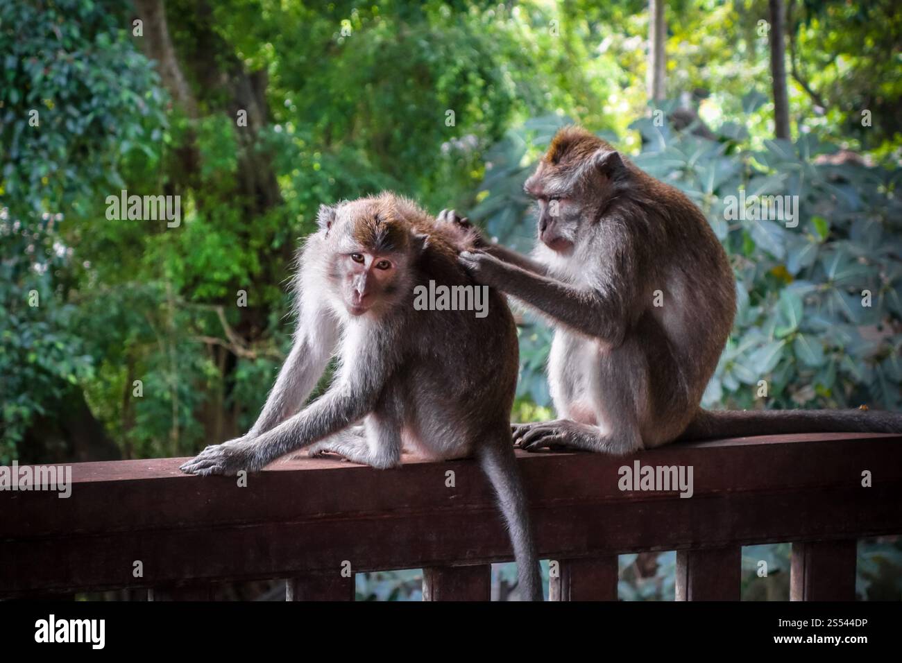 Scimmie nella sacra Foresta delle scimmie, Ubud, Bali, Indonesia. Scimmie nella Foresta delle scimmie, Ubud, Bali, Indonesia Foto Stock
