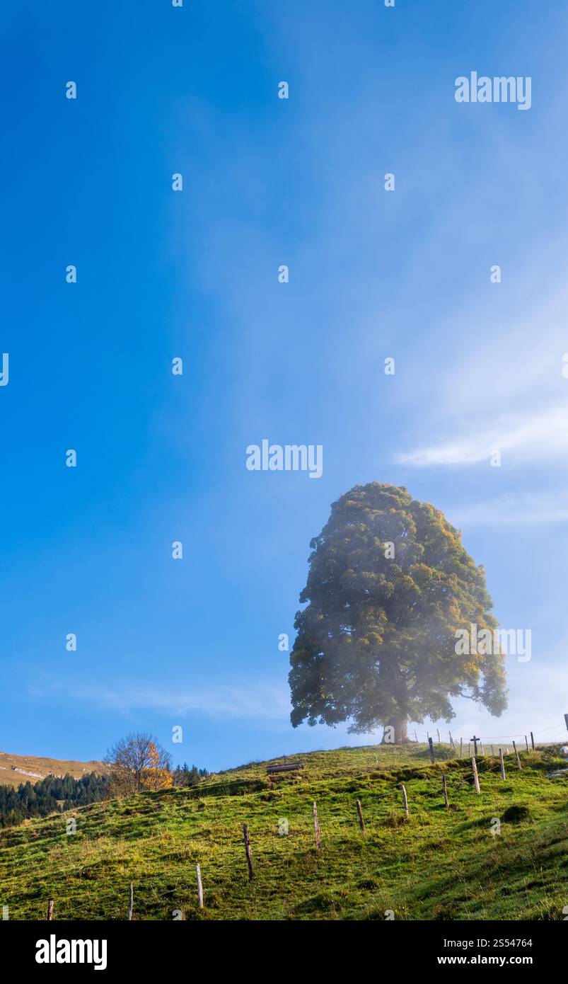 Soleggiata idilliaca scena alpina autunnale. Tranquilla notte nebbia Alpi montagna e sole grande albero vista dal sentiero escursionistico da Dorfgastein a Paarseen laghi, Foto Stock