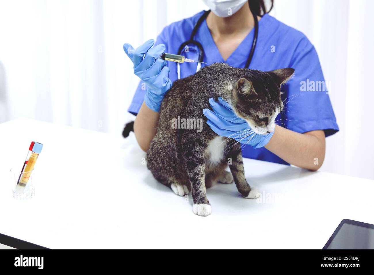 Gatto sul tavolo di esame della clinica veterinaria. Assistenza veterinaria. Vet medico e gatto Foto Stock