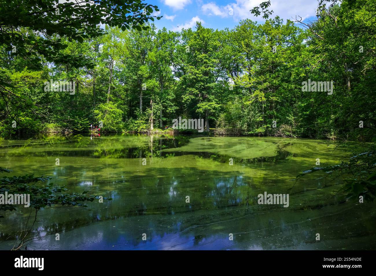 Fontainebleau verde paesaggio forestale vicino a Parigi, Francia. Paesaggio forestale di Fontainebleau, Francia Foto Stock