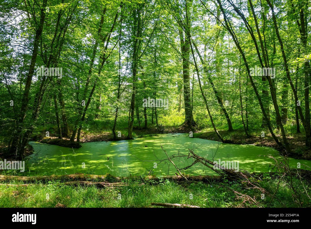 Fontainebleau verde paesaggio forestale vicino a Parigi, Francia. Paesaggio forestale di Fontainebleau, Francia Foto Stock