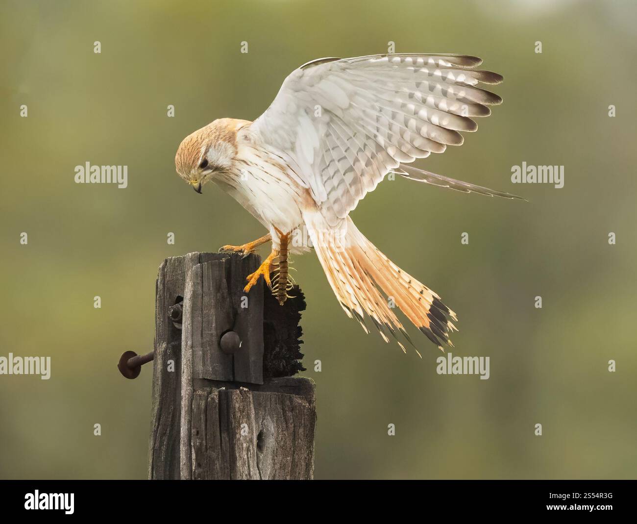 Il gheppio comune (Falco tinnunculus) uccello femmina atterrando su un cancello di legno con le sue prede nei suoi talenti, Queensland , Australia. Foto Stock