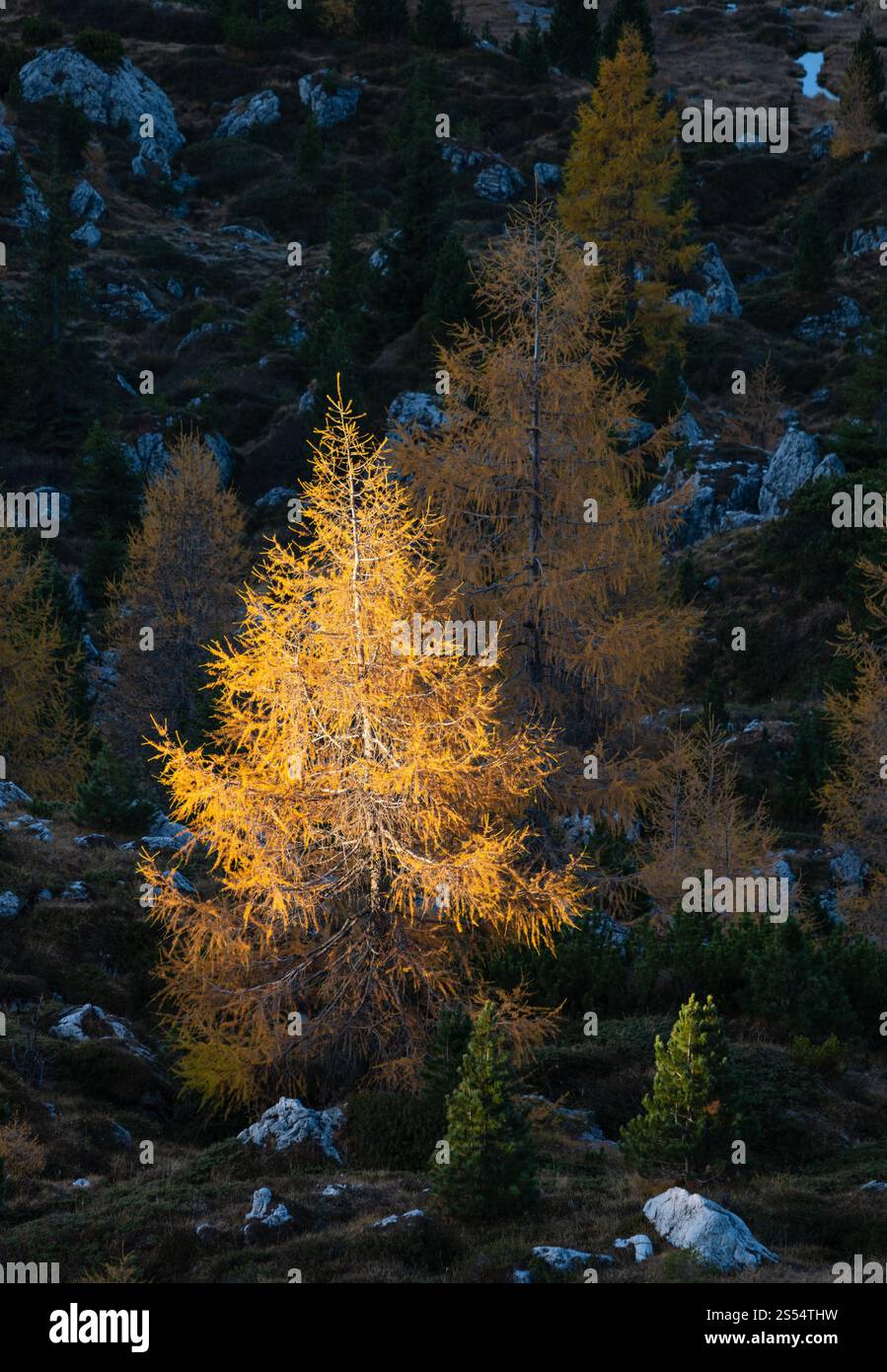 Larici autunnali alla luce del sole del primo mattino sul pendio scuro all'ombra. Vista degli altopiani delle Alpi dal sentiero escursionistico. Viaggi pittoreschi, escursioni, Foto Stock