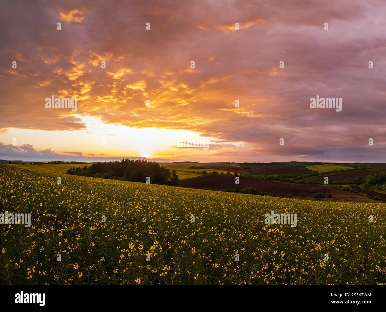 Campi gialli di colza primaverile, cielo serale nuvoloso al tramonto, colline rurali. Stagione naturale, clima, bellezza della campagna e background Foto Stock