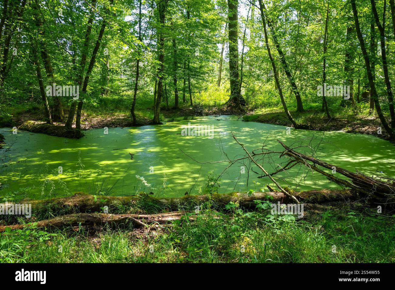 Fontainebleau verde paesaggio forestale vicino a Parigi, Francia. Paesaggio forestale di Fontainebleau, Francia Foto Stock