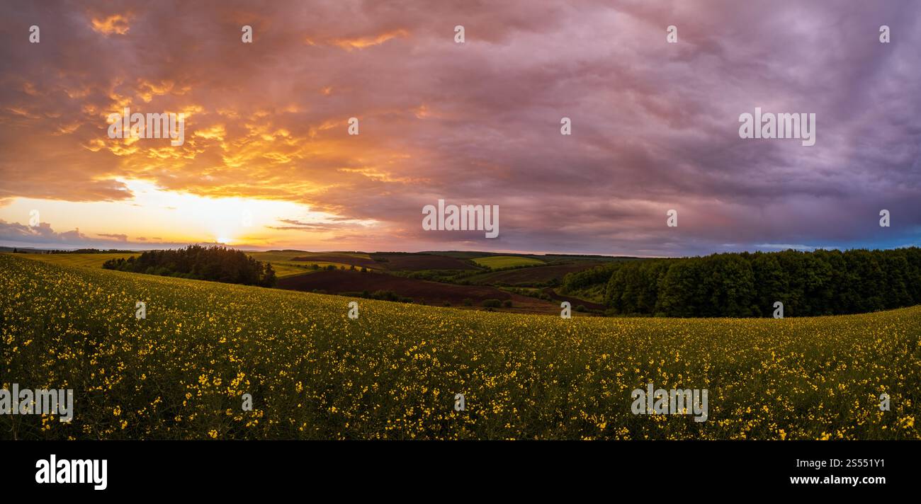 Campi gialli di colza primaverile, cielo serale nuvoloso al tramonto, colline rurali. Stagione naturale, clima, bellezza della campagna e background Foto Stock
