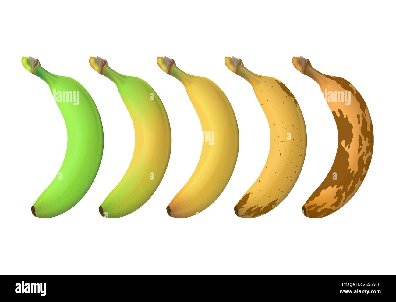 I livelli di maturazione dei frutti di banana vanno dal verde undermature al marrone marcio. Set vettoriale isolato su sfondo bianco. Immagine della banana surmatura e fresca. I livelli di maturazione dei frutti di banana vanno dal verde undermature al marrone marcio. Set vettoriale isolato su sfondo bianco Illustrazione Vettoriale