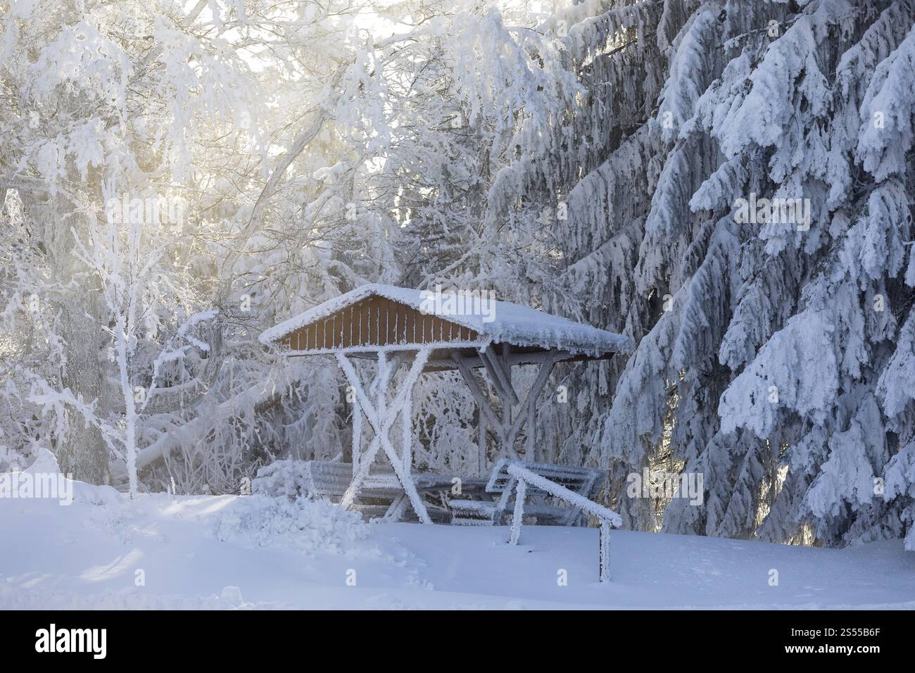 Il sole splende tra gli alberi ricoperti da folte ghiacciate sull'area picnic innevata di Auersberg, Eibenstock, Erzgebirge, Sassonia, Germania, Foto Stock