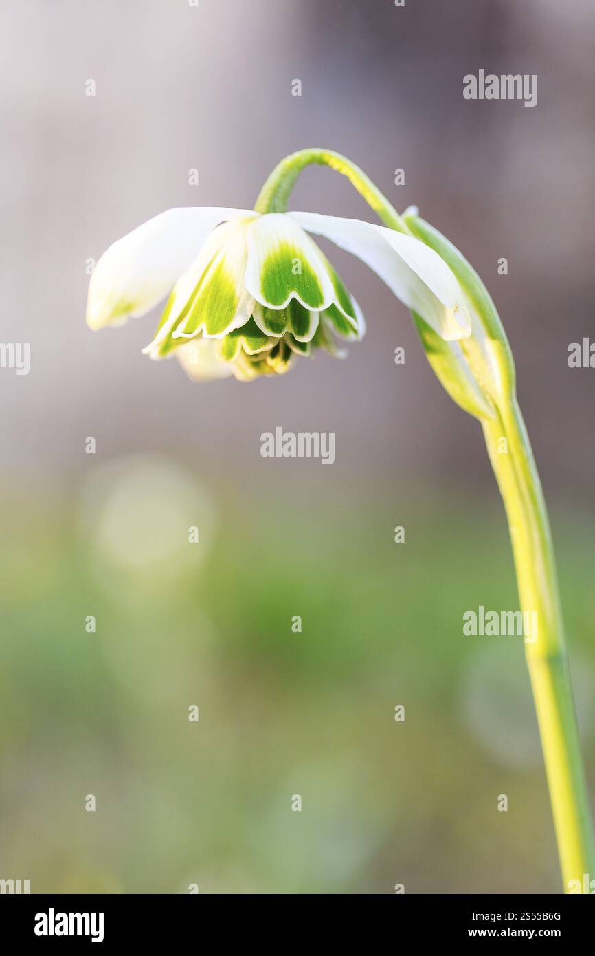 Snowdrop (Galanthus), doppio, in fiore Foto Stock