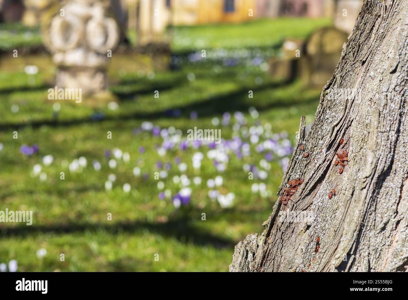 Insetti di fuoco (Pyrrhocoridae) su un tronco di albero, sullo sfondo croci (crocus) che fioriscono tra lapidi, sgorgano al Trinitatisfriedhof Riesa, sa Foto Stock