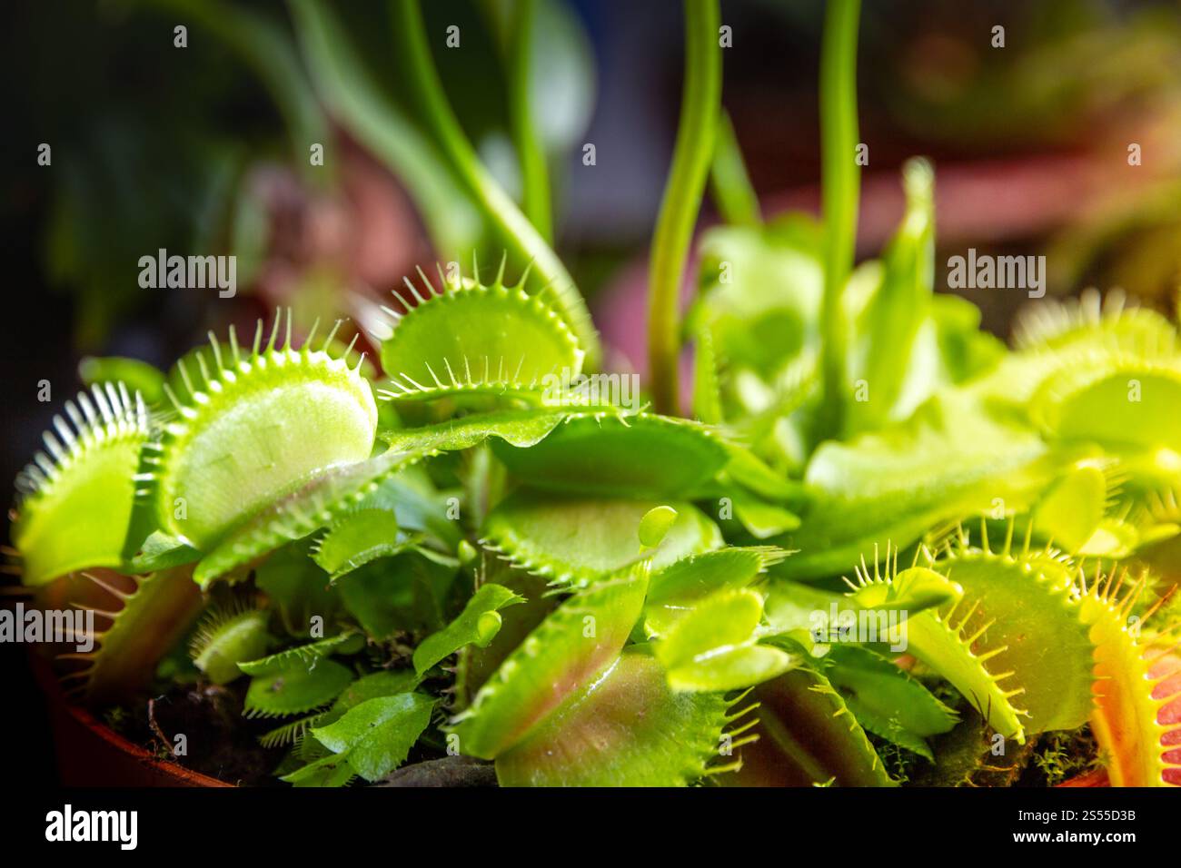 Venere flytrap pianta carnivora. Vista ravvicinata di Dionaea Muscipula. Vista ravvicinata della pianta carnivora di Venere flytrap Foto Stock