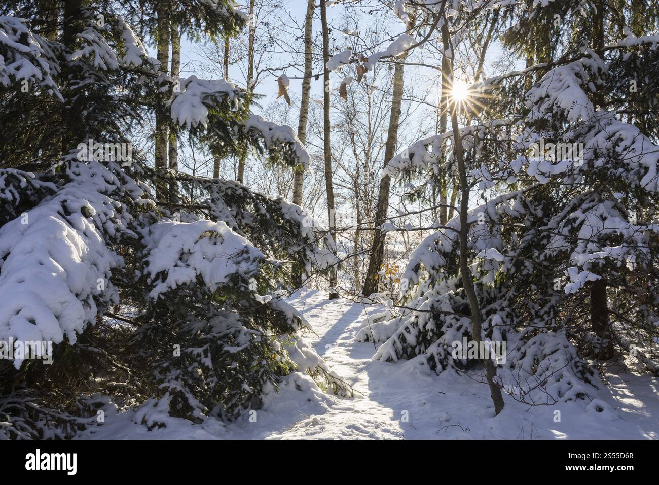 Conifere innevate in una foresta invernale, un cumulo di rovina dell'ex Deutschlandschacht di Oelsnitz, sui monti ore, Sassonia, Germania, Europa Foto Stock