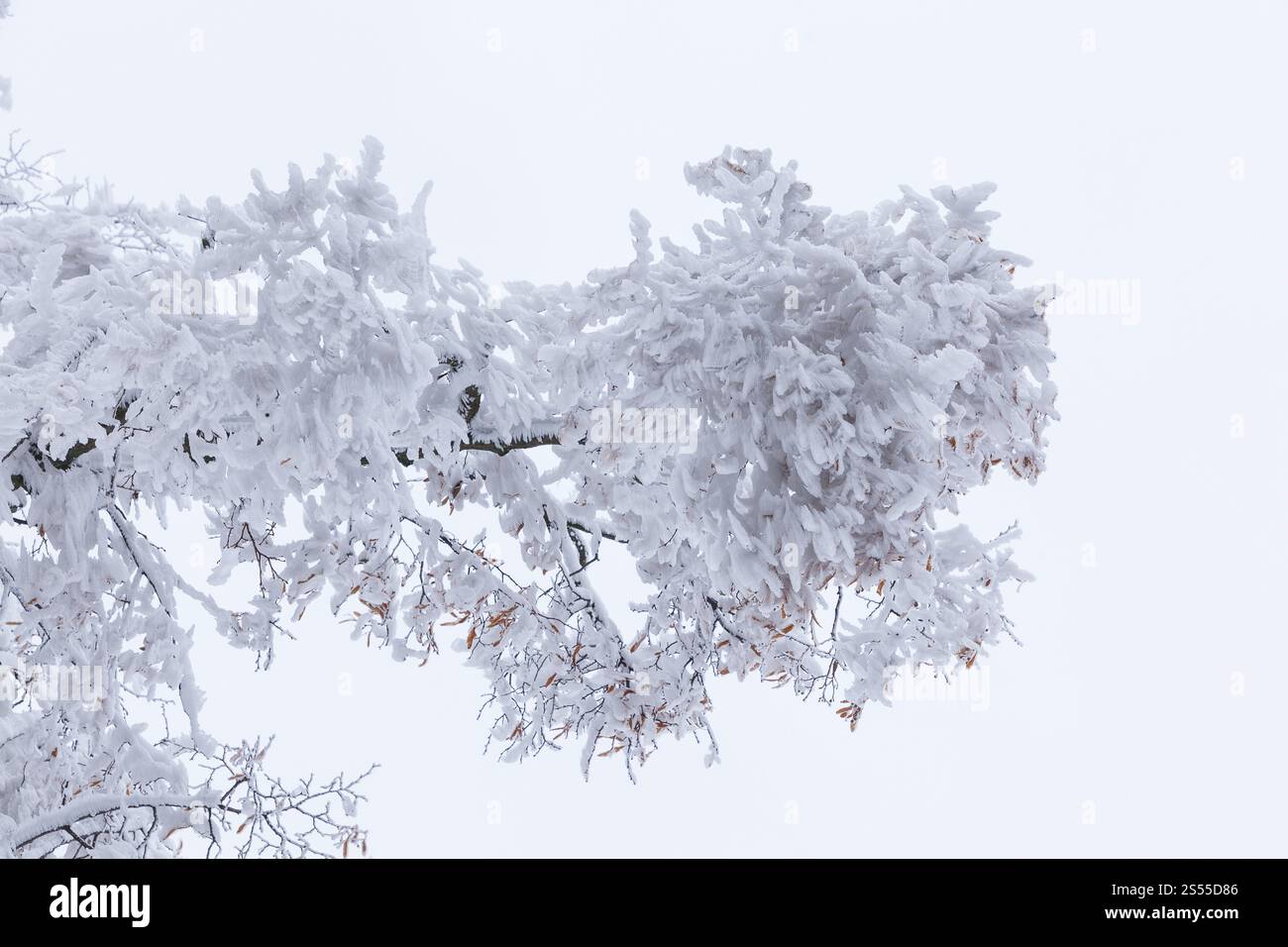 Grossa gelata dopo vento su una diramazione, Erzgebirge, Sassonia, Germania, Europa Foto Stock