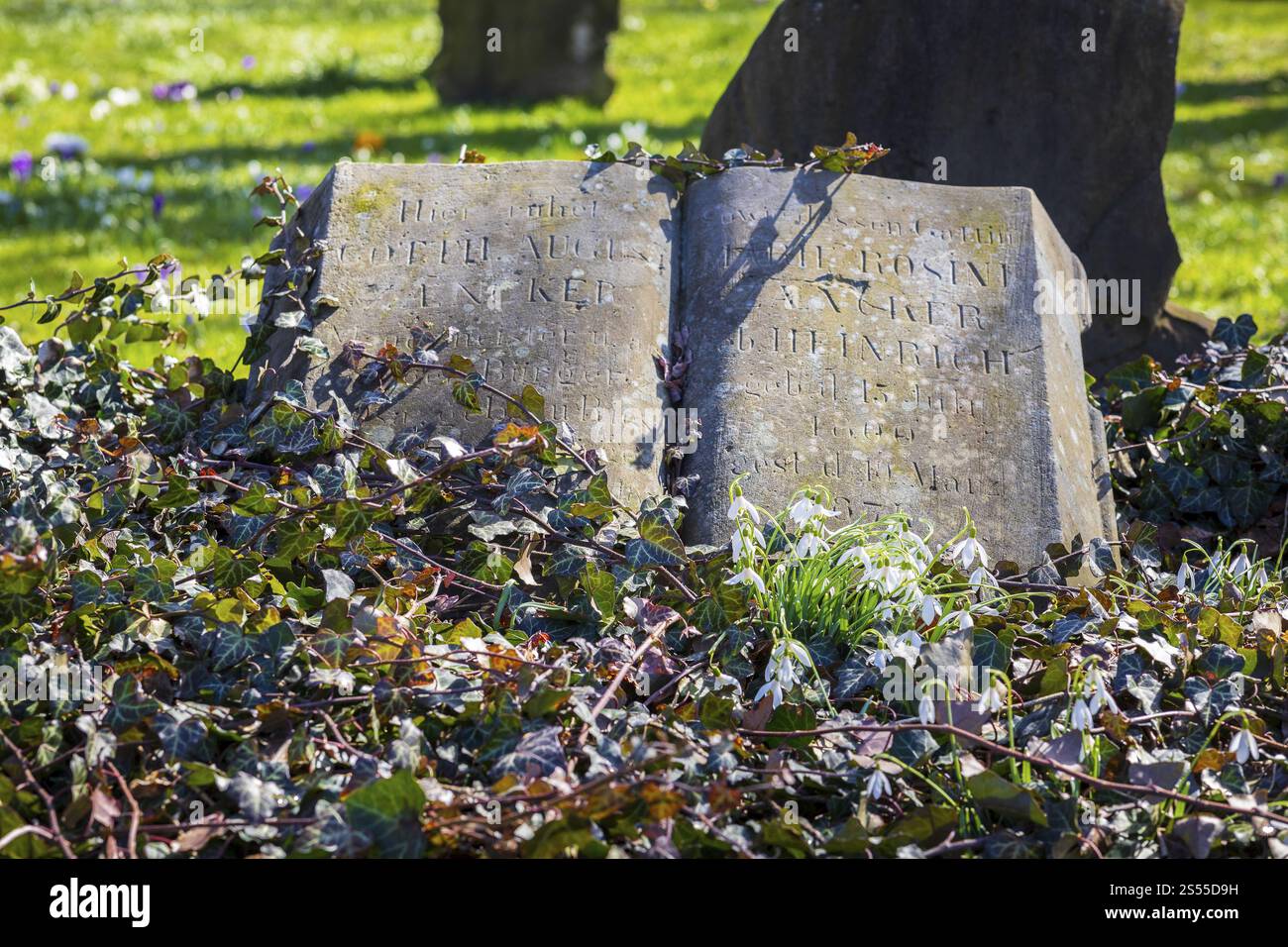 Gocce di neve (galanthus) che fioriscono tra edera di fronte a un'antica lapide a forma di libro, primavera al Trinitatisfriedhof Riesa, Sassonia, Germa Foto Stock