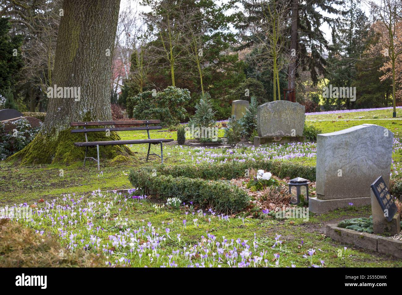 Croci fioriscono tra le tombe del cimitero Trinitatisfriedhof a Riesa, Sassonia, Germania, Europa Foto Stock