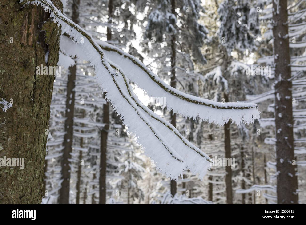 Hoarfrost sui rami della foresta invernale di Auersberg, Eibenstock, Erzgebirge, Sassonia, Germania, Europa Foto Stock