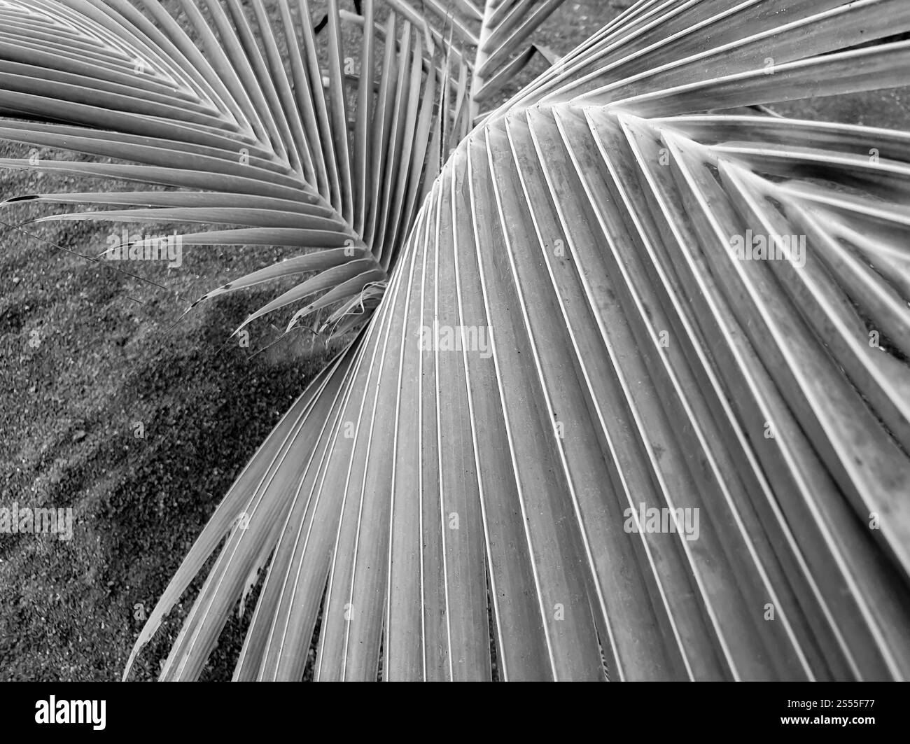 Primo piano foto astratta in bianco e nero della struttura della palma. Primo piano immagine astratta in bianco e nero della struttura della palma Foto Stock