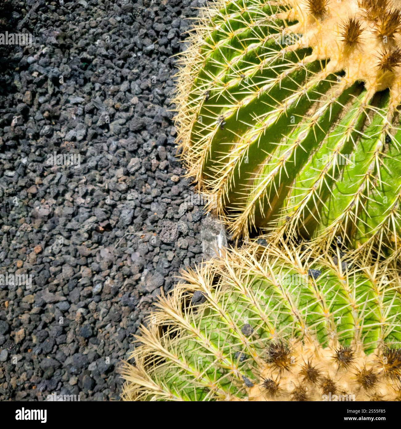 Vista dall'alto su due cactusee che crescono vicini l'uno all'altro su un terreno vulcanico blac k. Vista dall'alto su due cactusee che si avvicinano l'uno all'altro Foto Stock Vista dall'alto su due cactusee che crescono vicini l'uno all'altro su un terreno vulcanico blac k. Vista dall'alto su due cactusee che si avvicinano l'uno all'altro Foto Stock