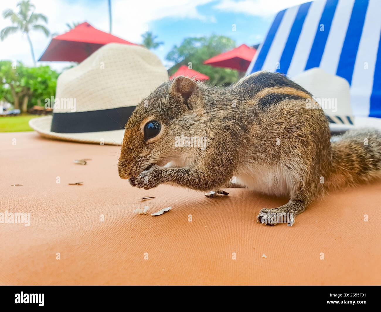 Immagine ravvicinata di un piccolo scoiattolo carino seduto sul lettino del resort dell'hotel e mangiando semi. Foto ravvicinata di un piccolo scoiattolo carino seduto sul Foto Stock