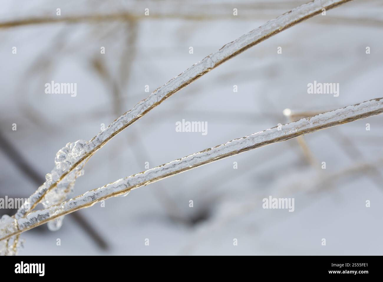 Lame d'erba nella neve ricoperte di ghiaccio dalla pioggia gelida Foto Stock