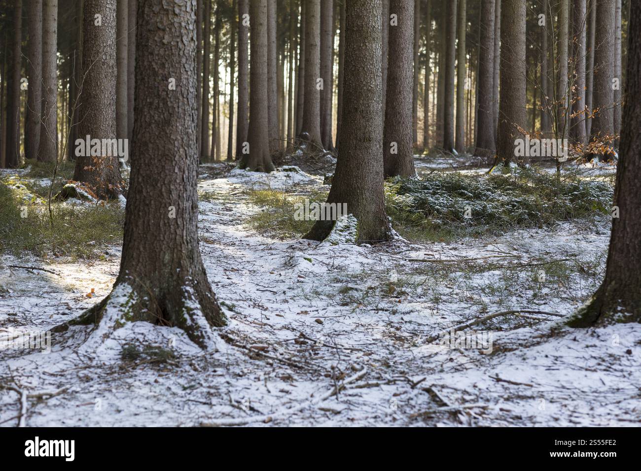 Foresta di conifere leggermente innevata, Zellwald nei pressi di Altzella, Nossen, Sassonia, Germania, Europa Foto Stock