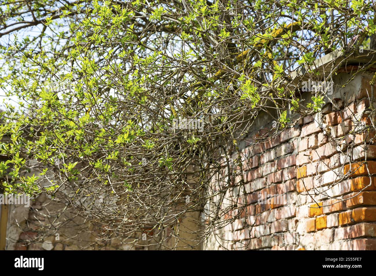 Rami ricoperti di Sambucus nigra (Sambucus nigra) con foglie fresche, che crescono su un muro, Dresda, Sassonia, Germania, Europa Foto Stock