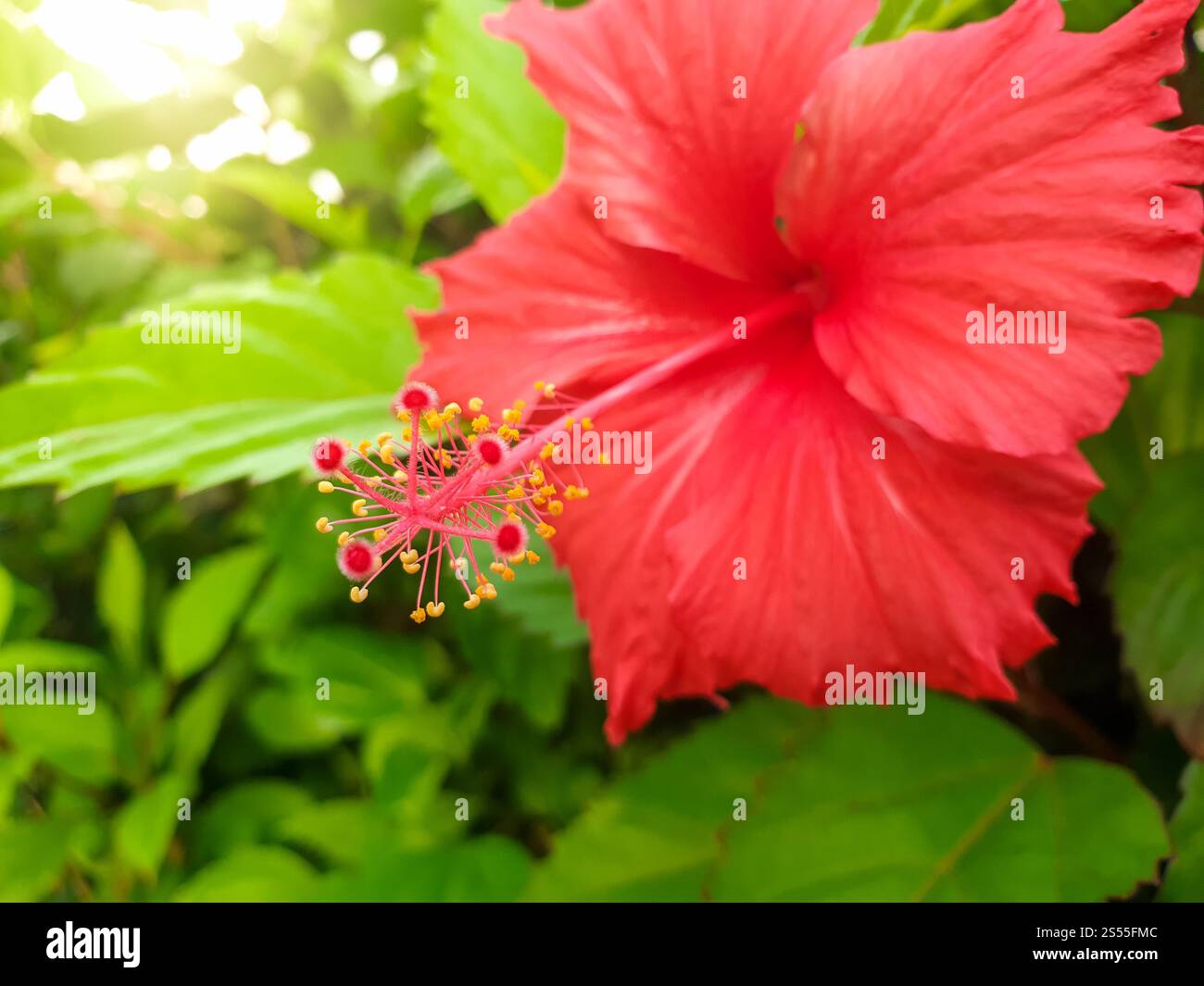 Foto ravvicinata di un bellissimo fiore di ibisco rosso che cresce nella foresta tropicale della giungla. Immagine ravvicinata di un bellissimo fiore di ibisco rosso che cresce in un ambiente tropicale Foto Stock