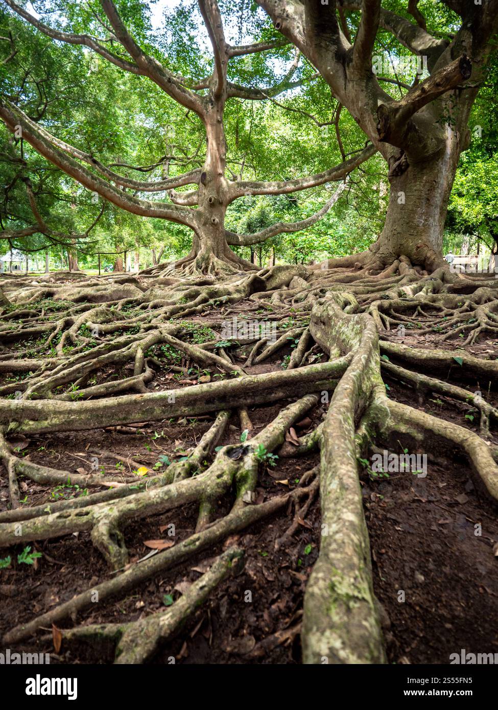 Foto ravvicinata di spesse trote di alberi che ricoprono il terreno nel giardino botanico. Immagine ravvicinata di spesse trote di alberi che ricoprono il terreno nel giardino botanico Foto Stock