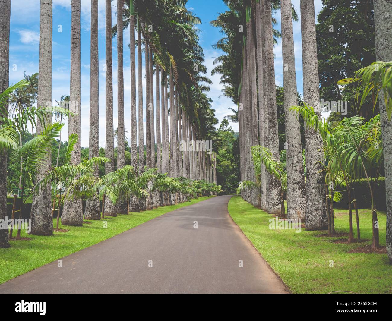 Foto tonificata di uno splendido vicolo di palme nel giardino botanico di Kandy, Sri Lanka. Immagine dai colori di un bellissimo vicolo di palme nel giardino botanico di Foto Stock