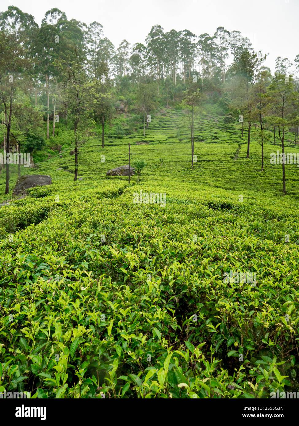 Nebbia mattutina che copre le piantagioni di tè sul versante montano dello Sri Lanka. La nebbia mattutina copre le piantagioni di tè sul versante montano dello Sri Lanka Foto Stock