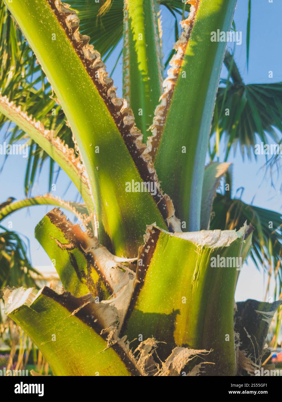 Foto ravvicinata del tronco di palma con foglie appena tagliate contro il cielo azzurro. Immagine ravvicinata del tronco di palma con foglie appena tagliate Foto Stock Foto ravvicinata del tronco di palma con foglie appena tagliate contro il cielo azzurro. Immagine ravvicinata del tronco di palma con foglie appena tagliate Foto Stock