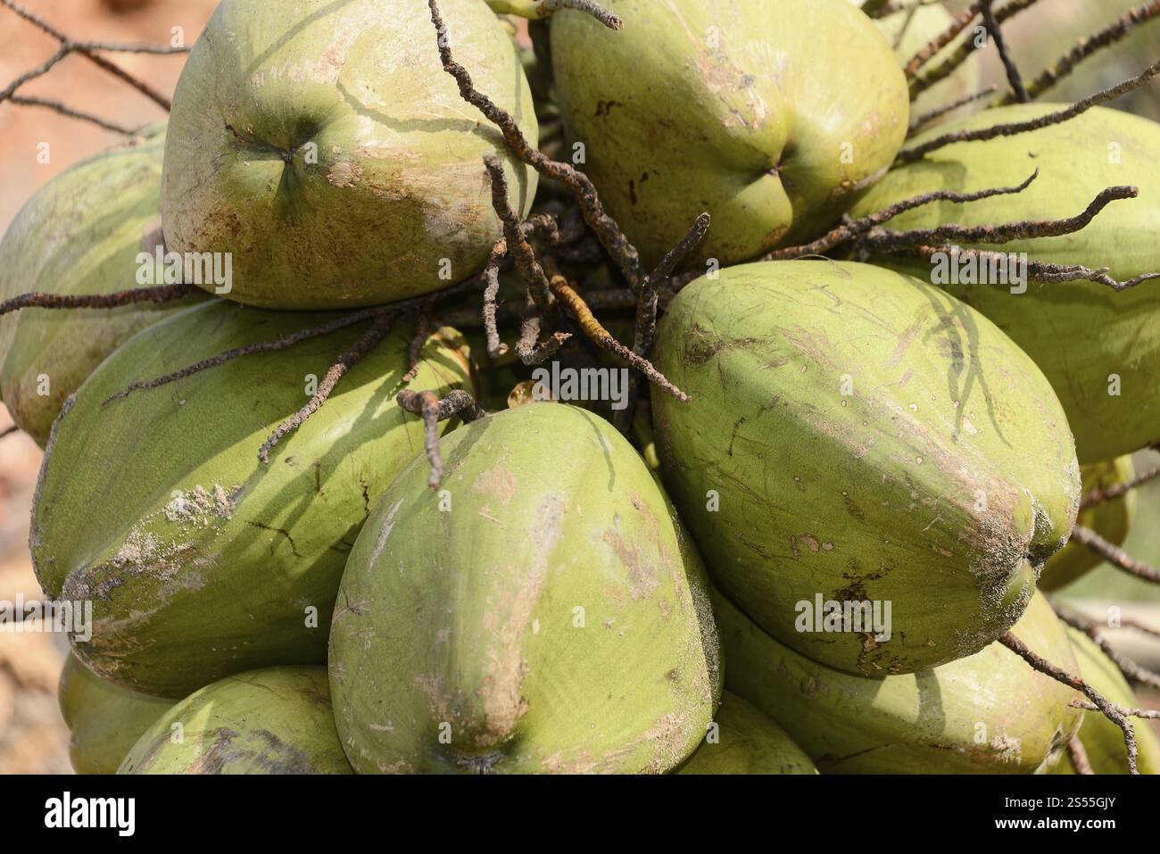 Kovalam Beach, Malabar Coast, Malabar, Kerala, India meridionale, India, Asia, primo piano di diverse noci di cocco verdi con consistenza visibile, Kovalam, Asia Foto Stock