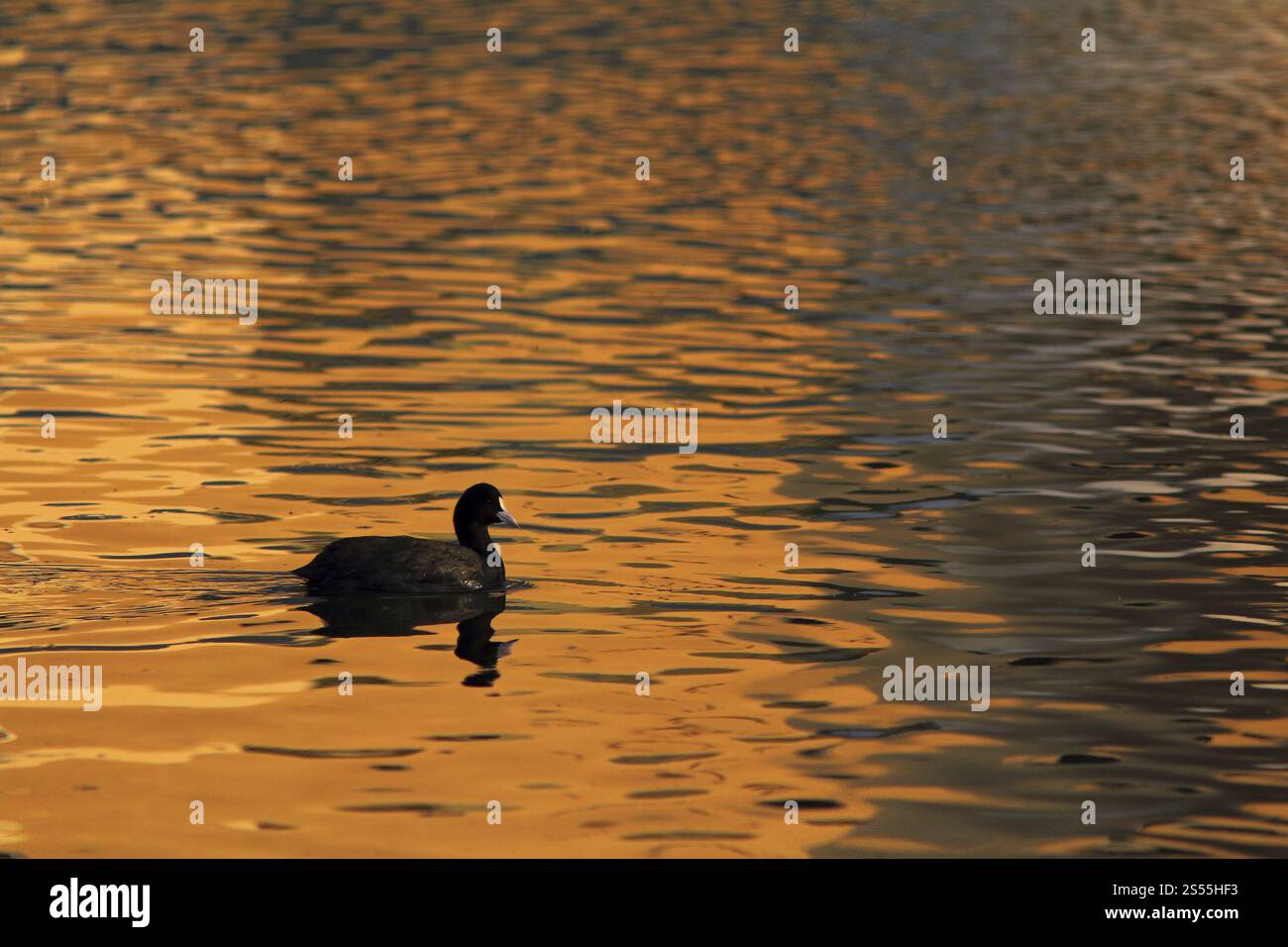 Coot eurasiatico al tramonto Foto Stock